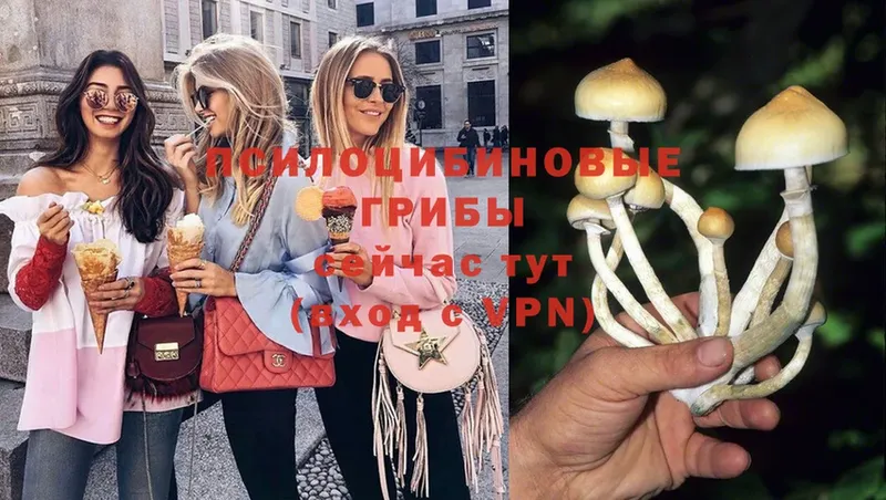 Галлюциногенные грибы Magic Shrooms  Динская 